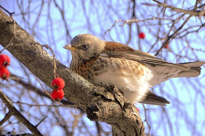 Дрозд рябинник