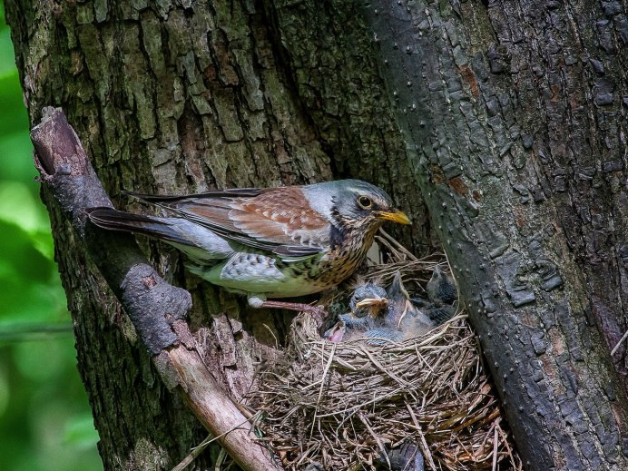 Дрозд-рябинник (turdus pilaris)