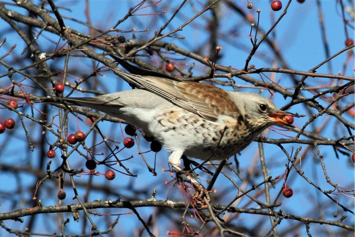 Деряба рябинник