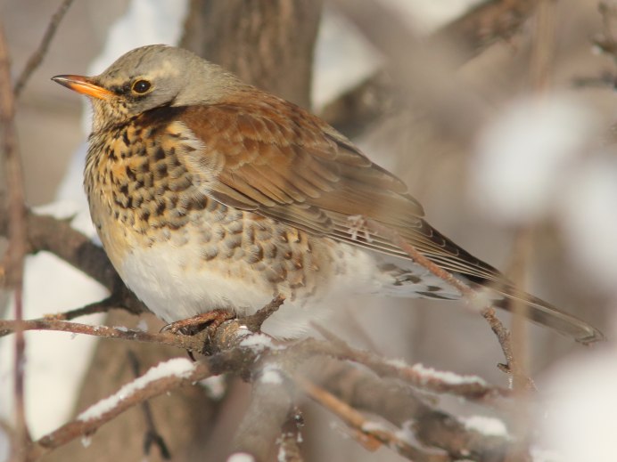 Дрозд рябинник