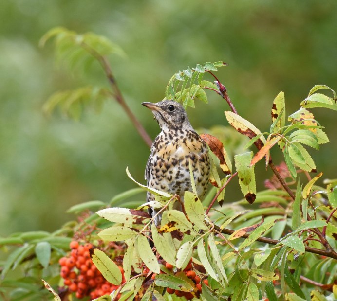 Серый Дрозд рябинник фото