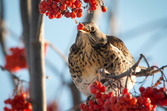 Дрозд рябинник Весна