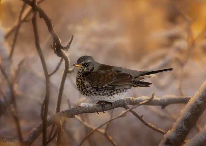 Птичка рябинник