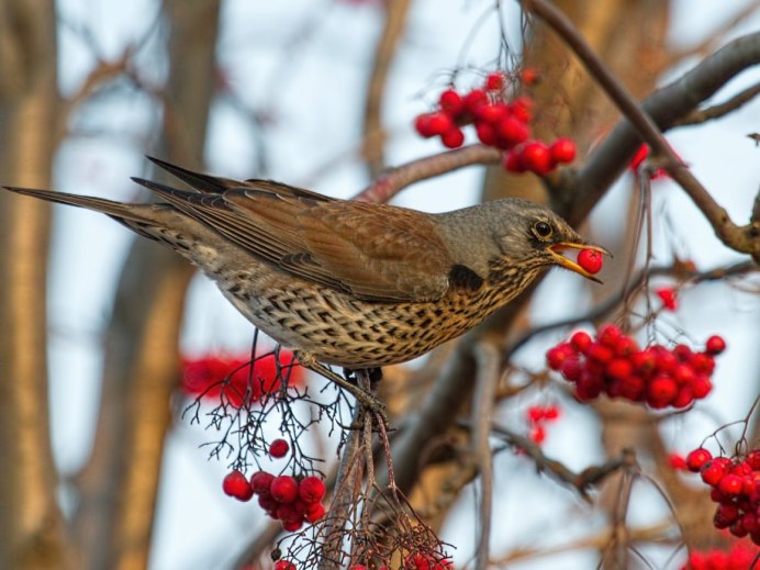 Дрозд рябинник Fieldfare turdus pilaris