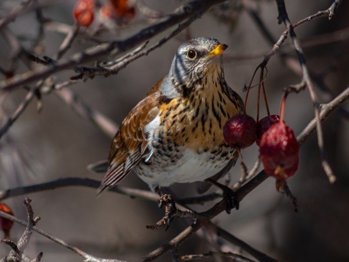 Дрозд деряба рябинник