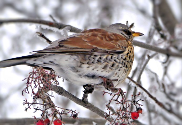 Серый Дрозд рябинник