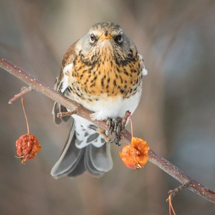Птичка Дрозд рябинник