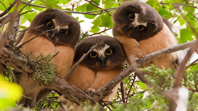 Забавные животные и птицы