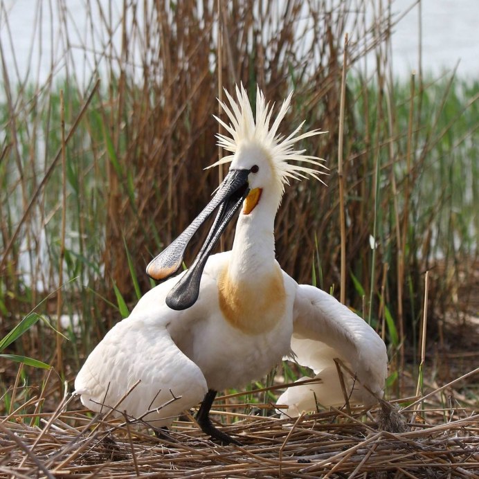 Удивительные птицы