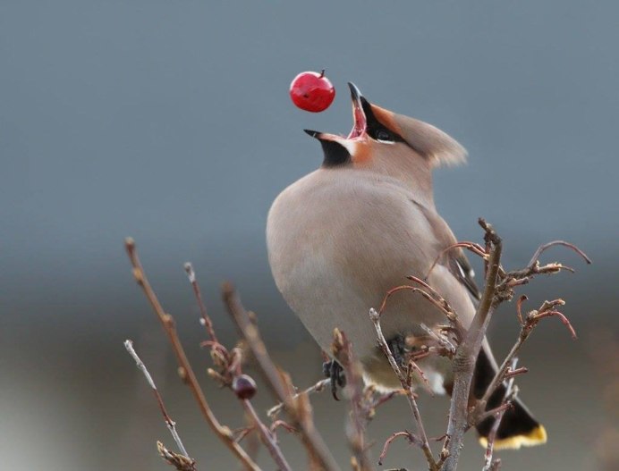 Голубоногая олуша