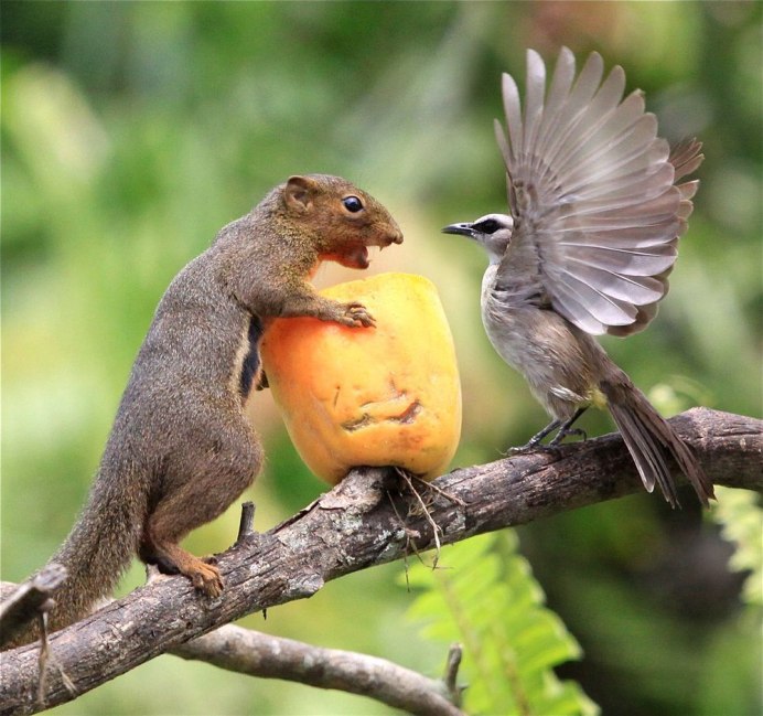 Птенец взлетает