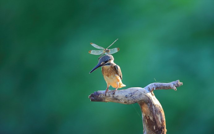 Шалфейный тетерев