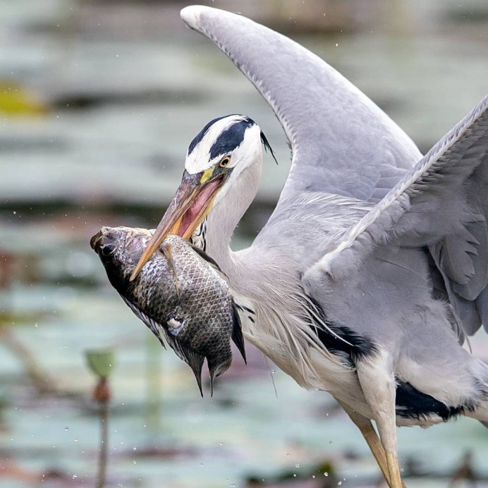 Конкуренция птиц