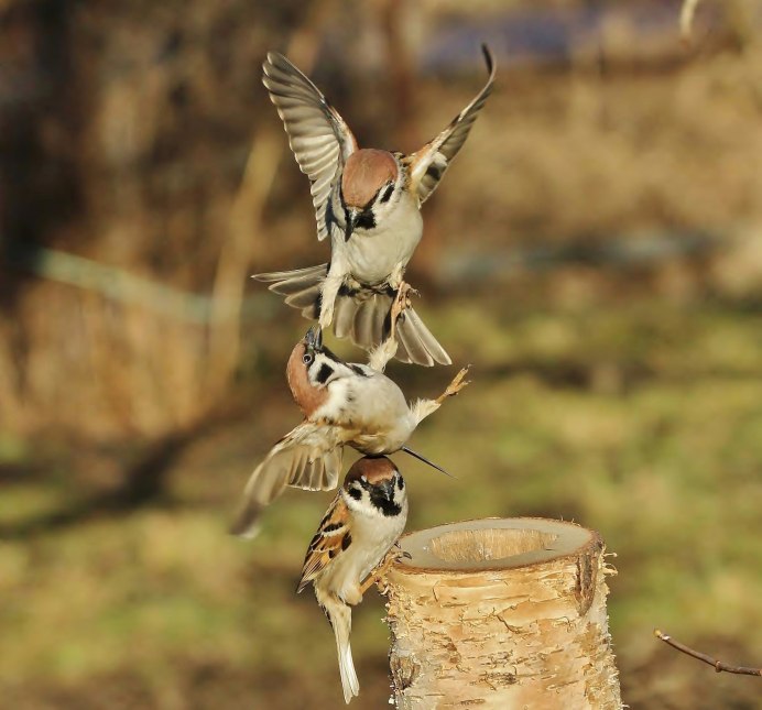 Удивительные кадры природы