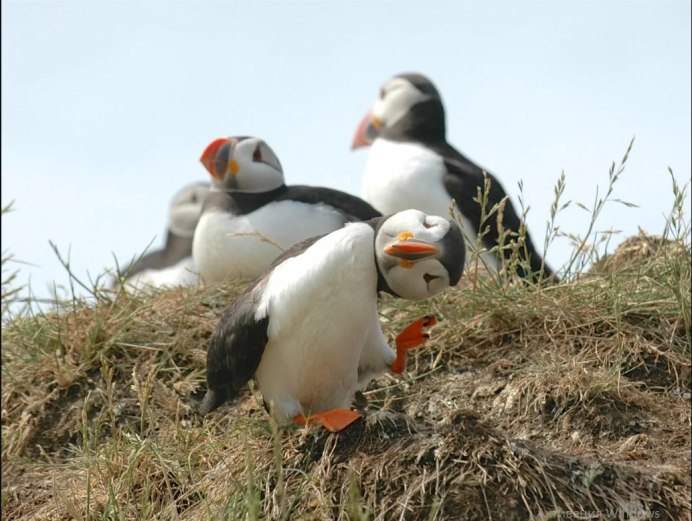 Удод Степной