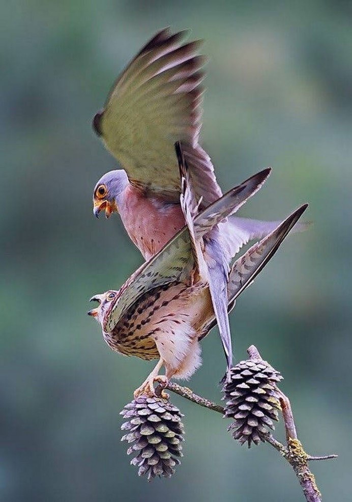 Необыкновенно красивые птицы