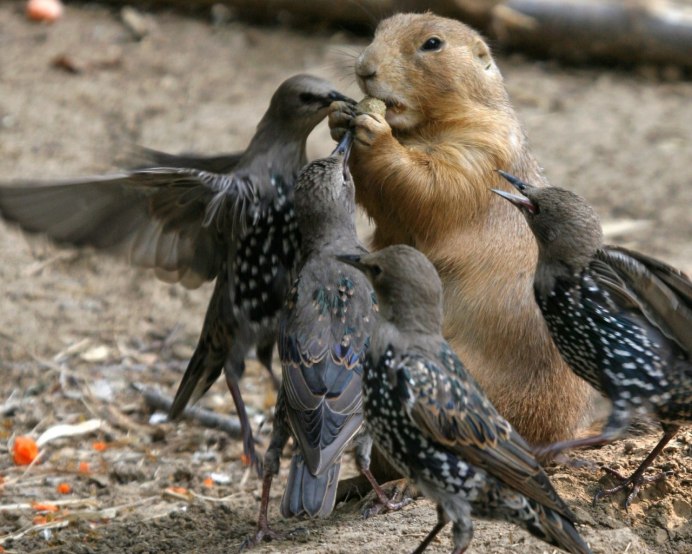 Смешные птицы