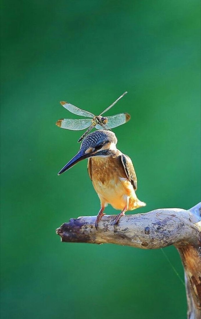 Непальский Филин перья в черное сердечко