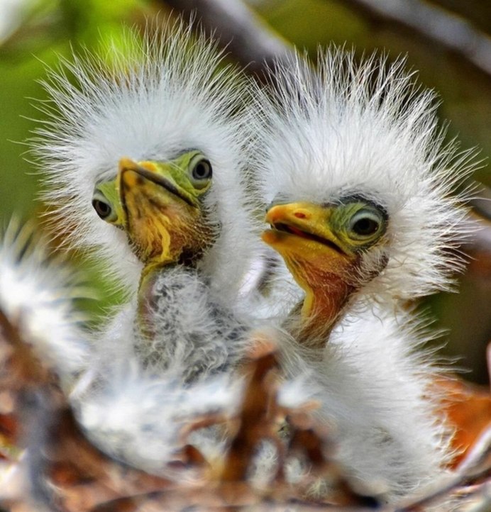 Финалисты конкурса comedy Wildlife Photography Awards: