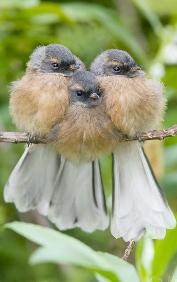 Забавные птички