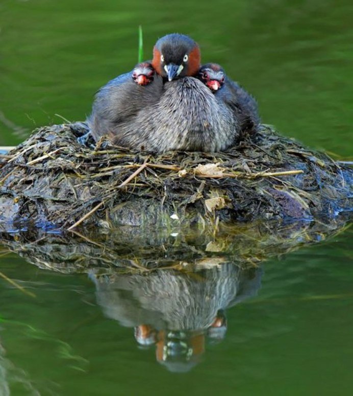 Смешной Воробей