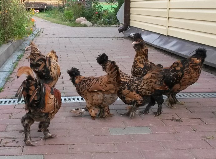 Голландская хохлатая