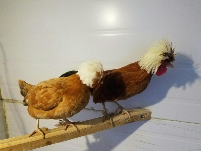 Голландские белохохлые куры купить