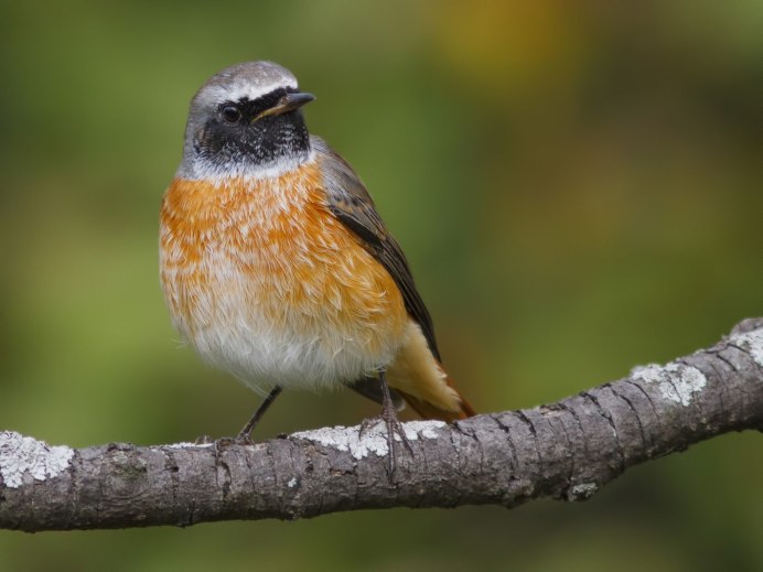 Зарянка – Erithacus rubecula