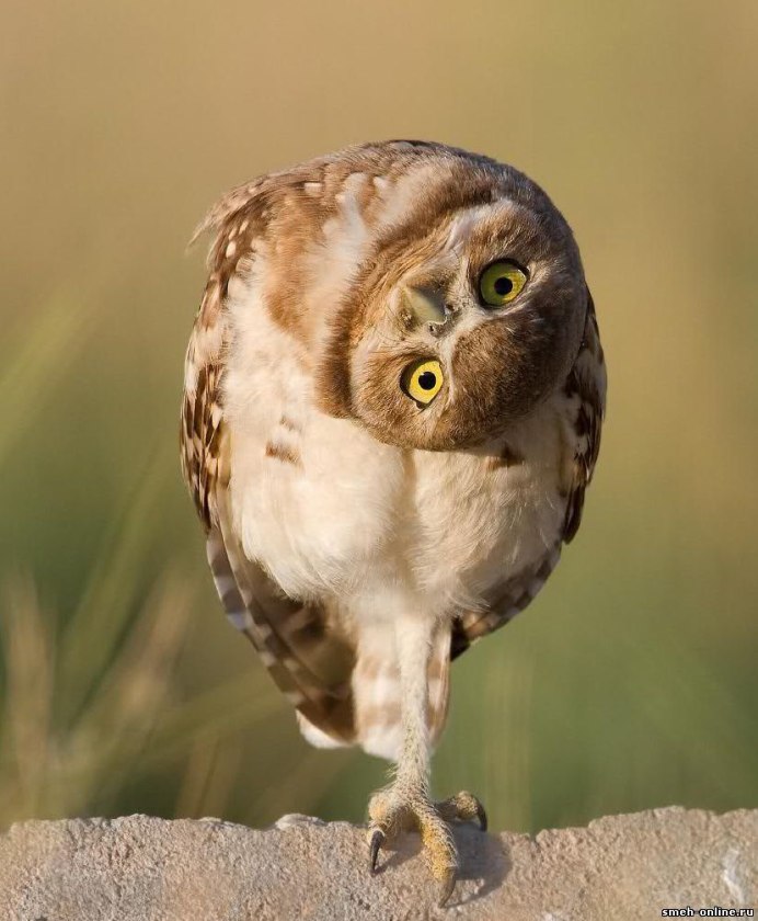 Удивленная птица