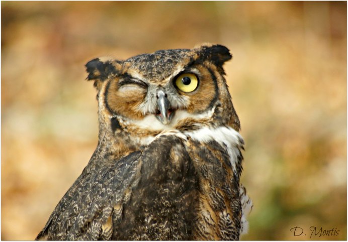 Сова выглядывает из дупла