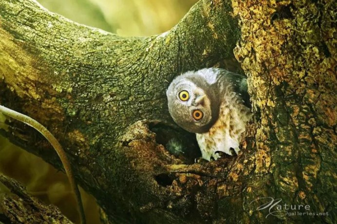 Совы падают