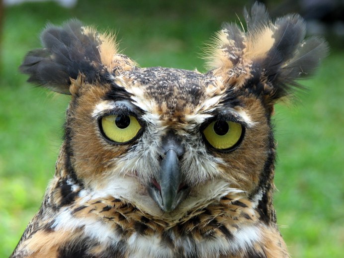 Испуганная Сова