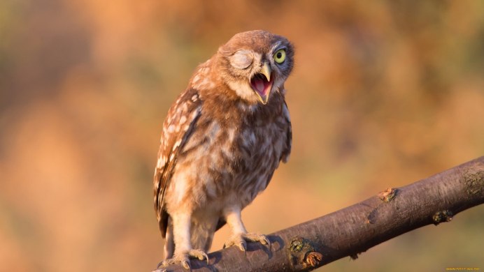 Сова в городе