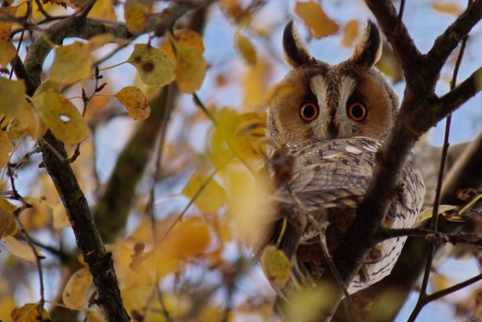 Сова поворот головы
