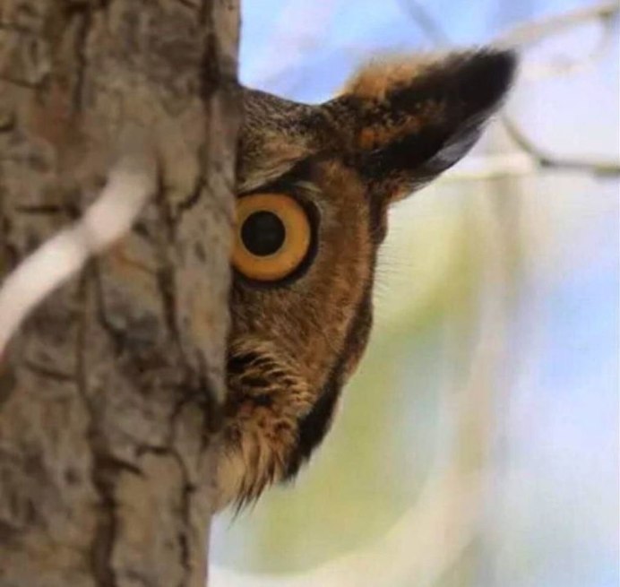 Бородатая неясыть Крылья