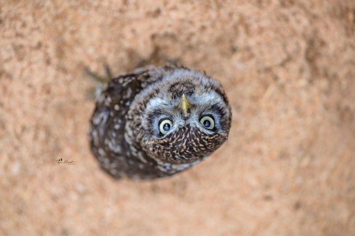 Сова выглядывает из дупла