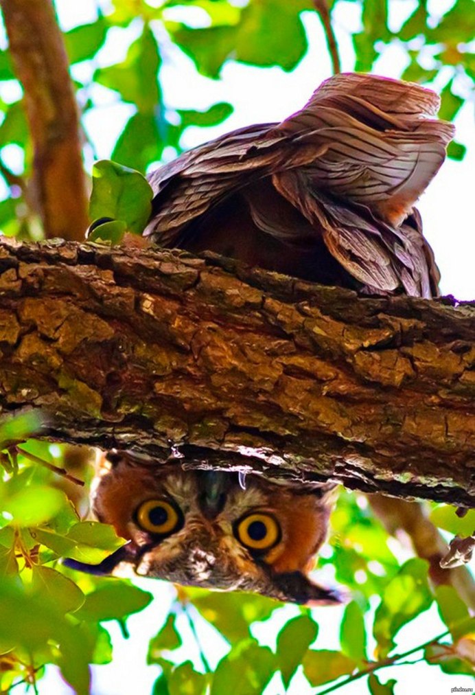Сова на дереве