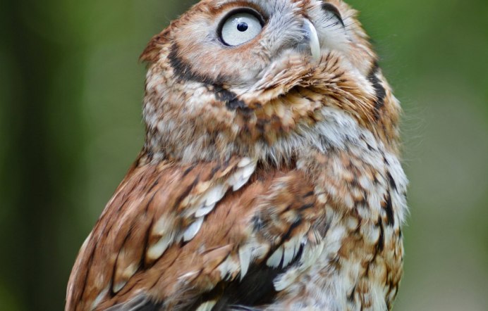 Совенок вверх ногами