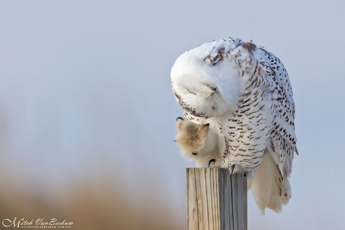 Забавный Орел