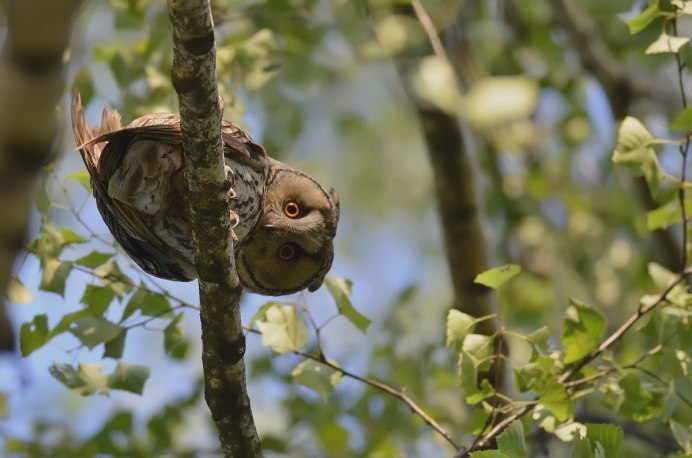 Пьяная Сова