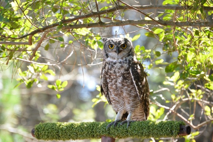 Смешная Сова на ветке