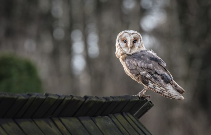 Сова поворачивает голову