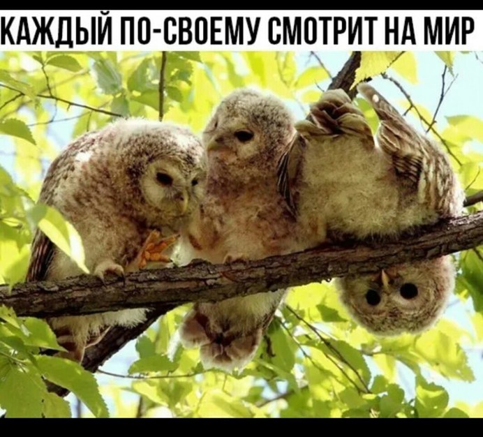 Сова поворачивает голову