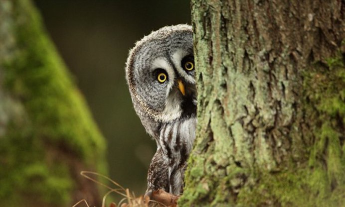 Североамериканская совка