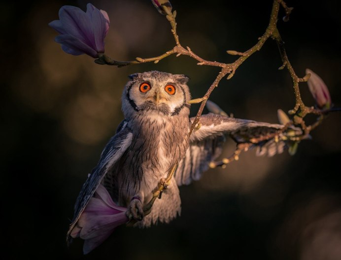 Пятнистая неясыть Отулисса