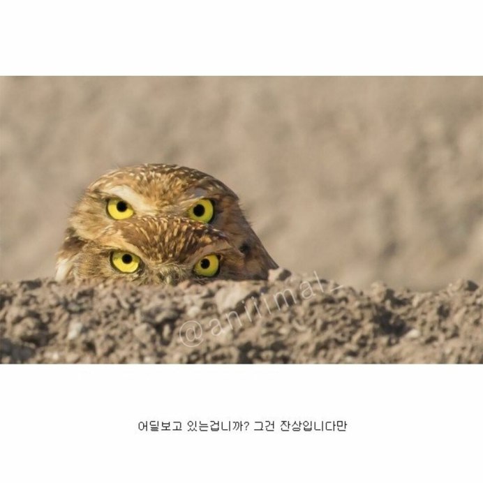 Сова следит