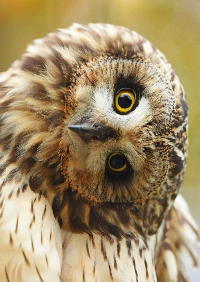 Любопытные глаза