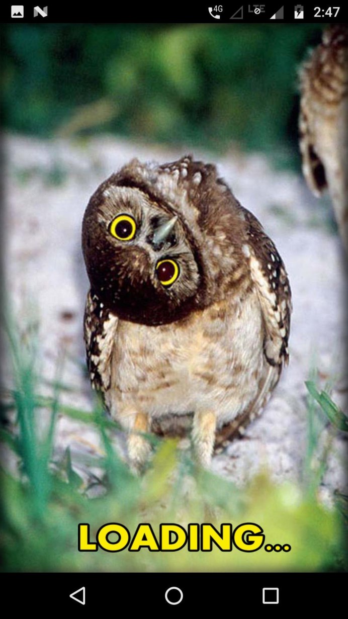 Сова выглядывает