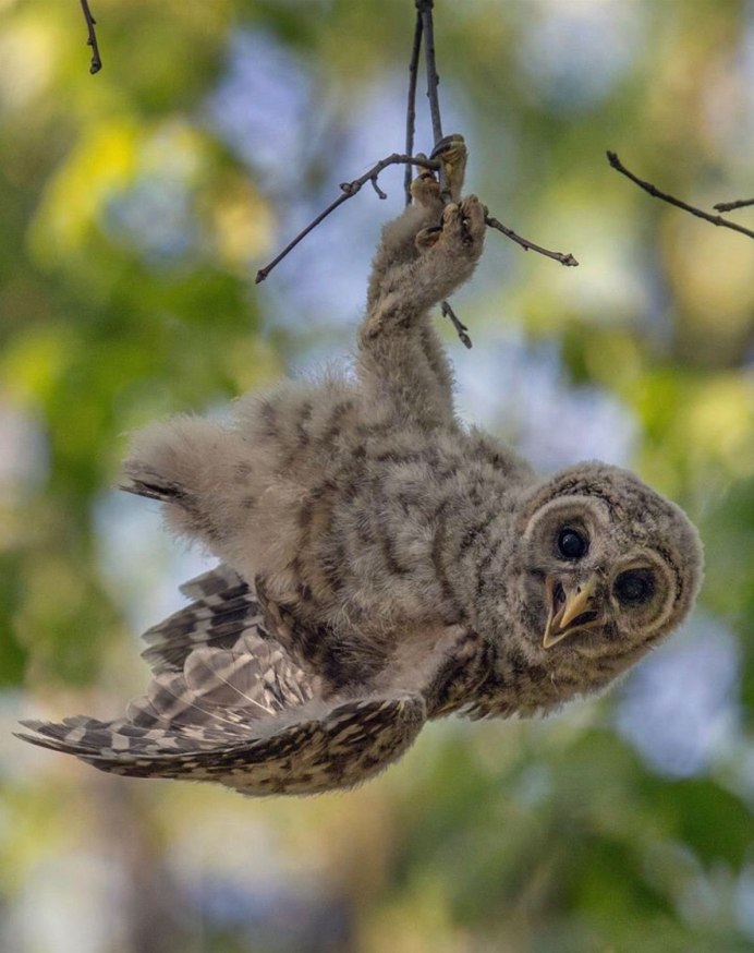 Сова проснулась