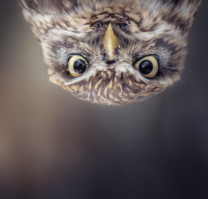 Смешные птицы